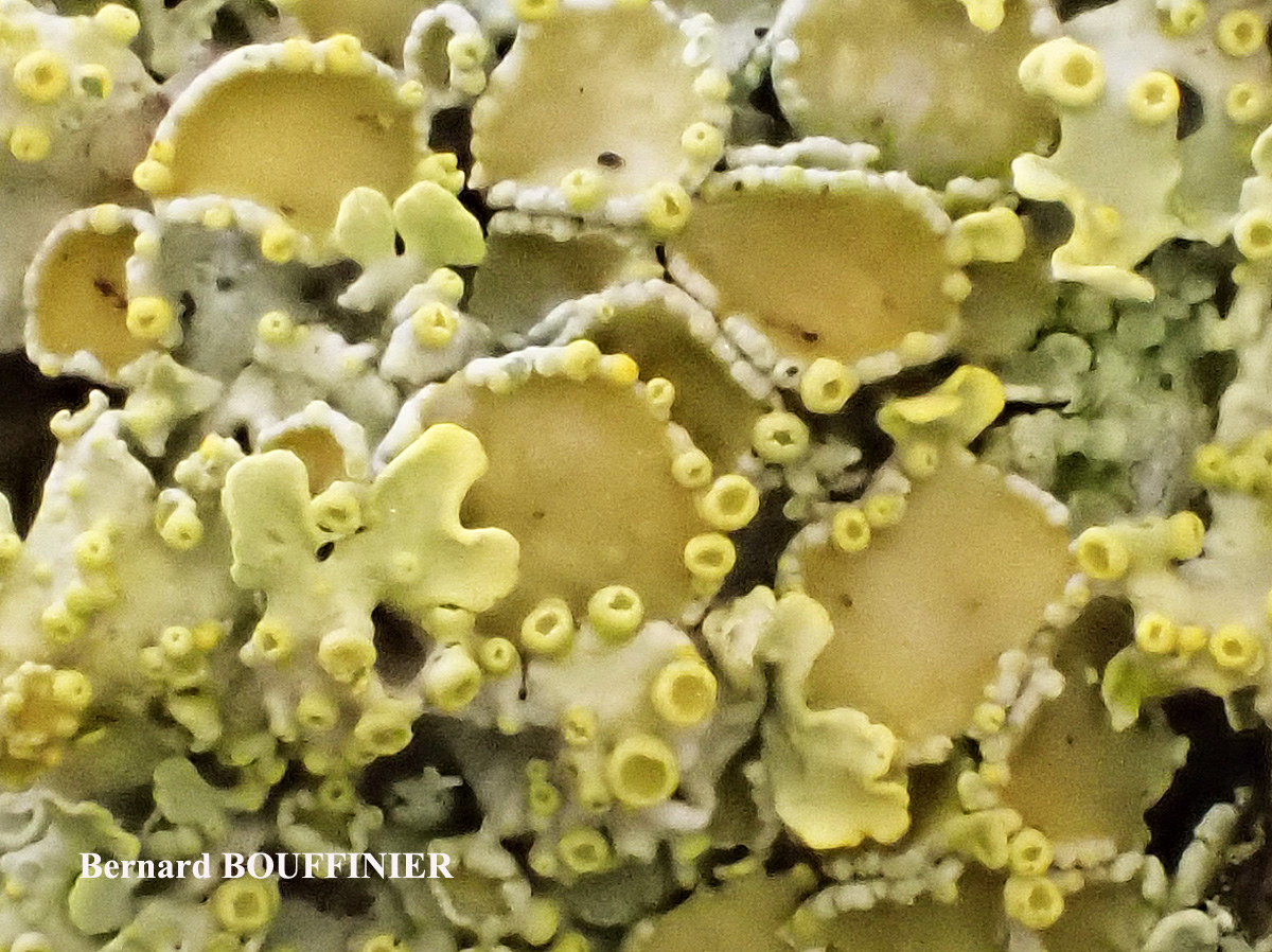 Xanthoria parietina forme ramicole des milieux marins de la zone mésique.